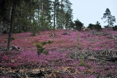 Bild zu Hinterlobming (Erikablüte)
