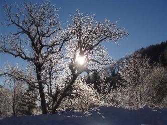 Bild zu Senioren-Schneeschuhwanderung